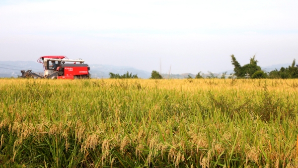 收割機收割富硒稻。白沙鎮供圖