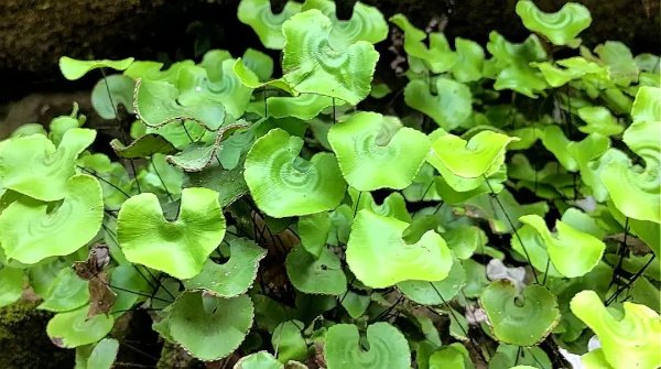 荷葉鐵線蕨。三峽融媒體中心供圖