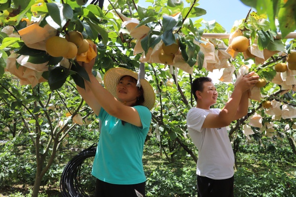 種植戶采摘巫山脆梨。巫山縣融媒體中心供圖