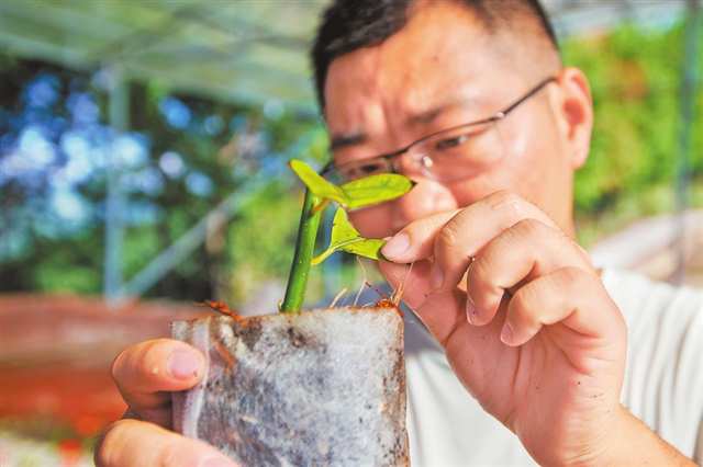 工作人員正在檢查木姜子扦插苗的發育情況。