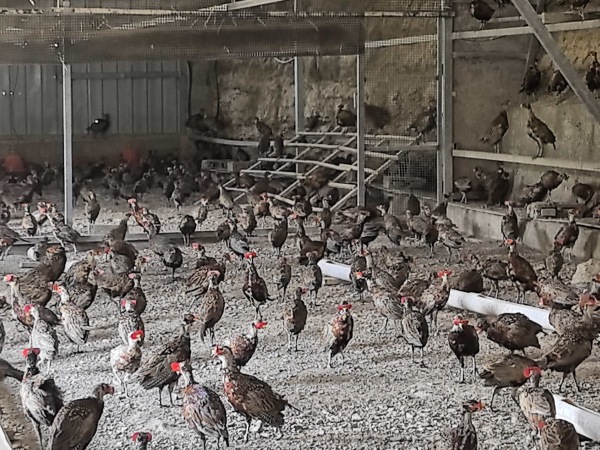 七彩山雞養殖。蔣海濤攝