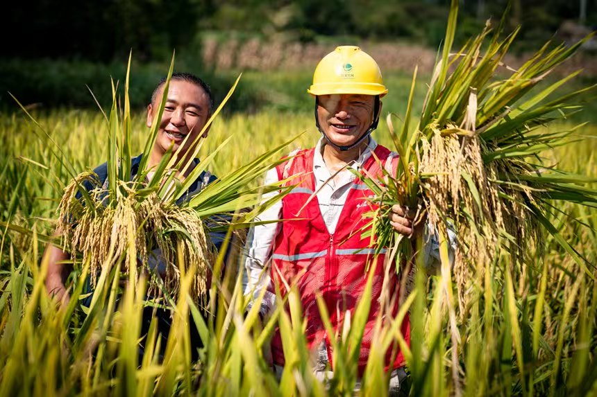 電力人員與村民一起秋收。國網永川供電公司供圖