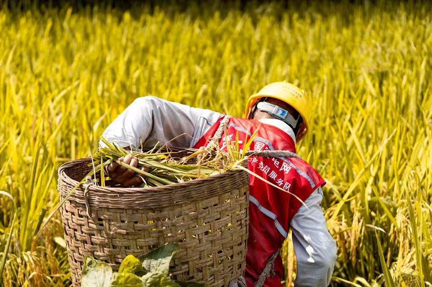 電力人員幫助村民秋收。國網永川供電公司供圖