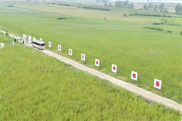 馨田集團芝麻種植基地。主辦方供圖