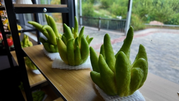 散發天然清香的佛手成為自然擺臺。大足區融媒體中心供圖