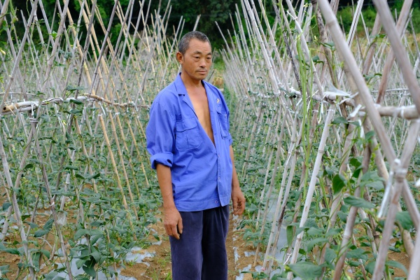 秦家虎在地里查看蔬菜生長情況。白云瑗攝