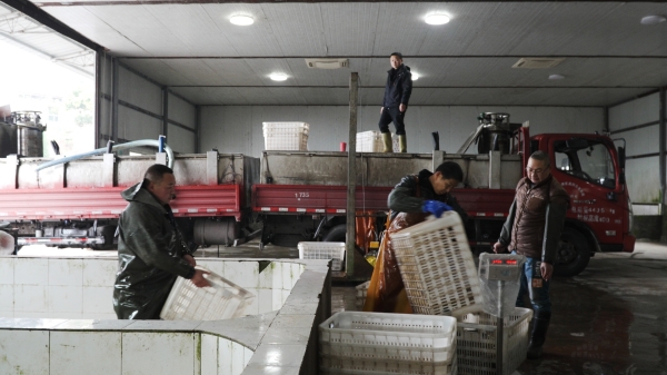 烏魚過秤后裝車出貨。銅梁區融媒體中心供圖