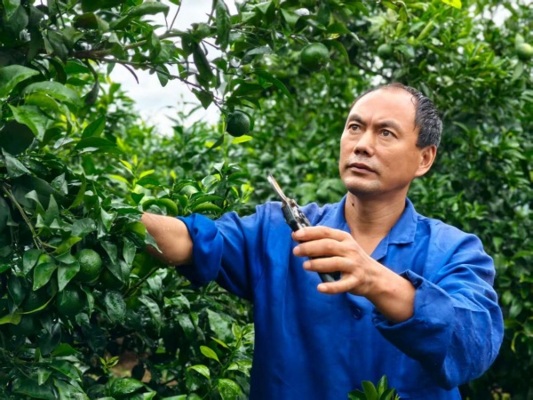 蔣興燕在剪枝。受訪者供圖