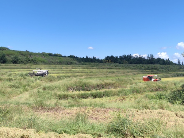 水稻機收現場。趙家街道供圖