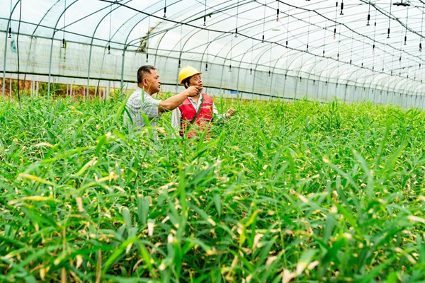 電力人員對灌溉設備用電情況進行安全檢查。國網永川供電公司供圖