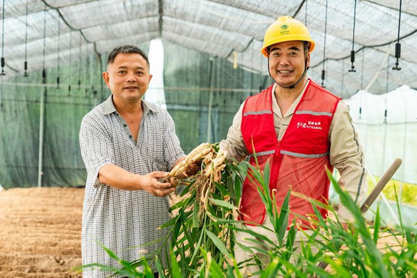 電力人員協助村民收獲生姜。國網永川供電公司供圖