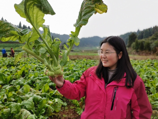 沈進娟看著看新培育出來的“渝早100”臉上滿是欣慰。受訪者供圖