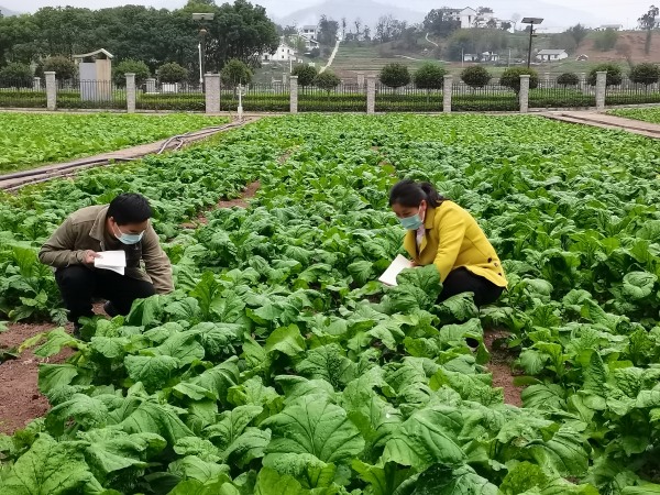 沈進娟在田間調查榨菜膨大發育的情況。受訪者供圖