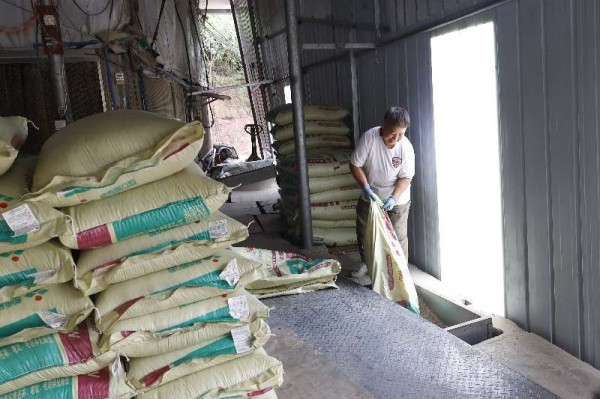 農戶正在為自動化投喂設備加入飼料。鄒雨璠攝