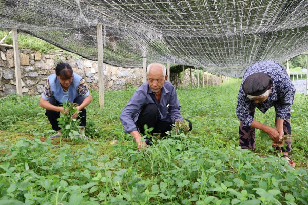 黃精人工除草。彭水融媒體中心供圖