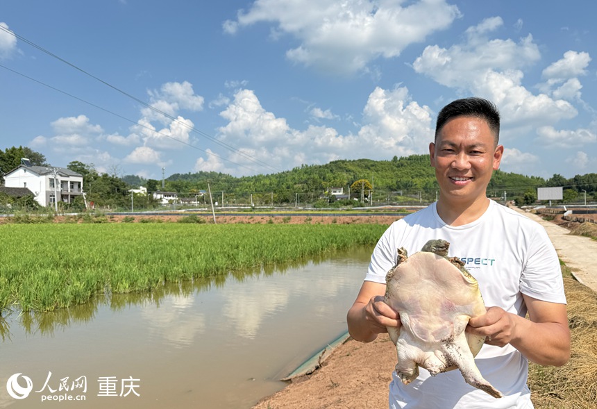 在“稻鱉共生”綜合種養示范基地，袁仁剛展示養殖的甲魚。人民網記者 胡虹攝