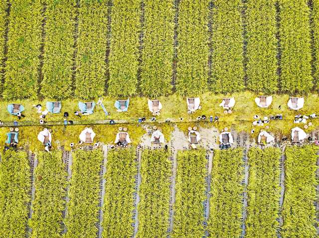 九月二十三日，忠縣馬灌鎮果園村，第二屆農民農耕賽事運動會現場舉行的水稻收割比賽。記者 鄭宇 攝\視覺重慶