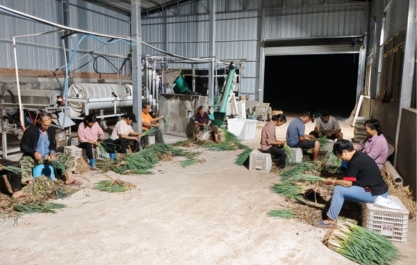 云陽縣龍洞鎮龍槽村群眾連夜收獲售賣蔥花。劉德海攝