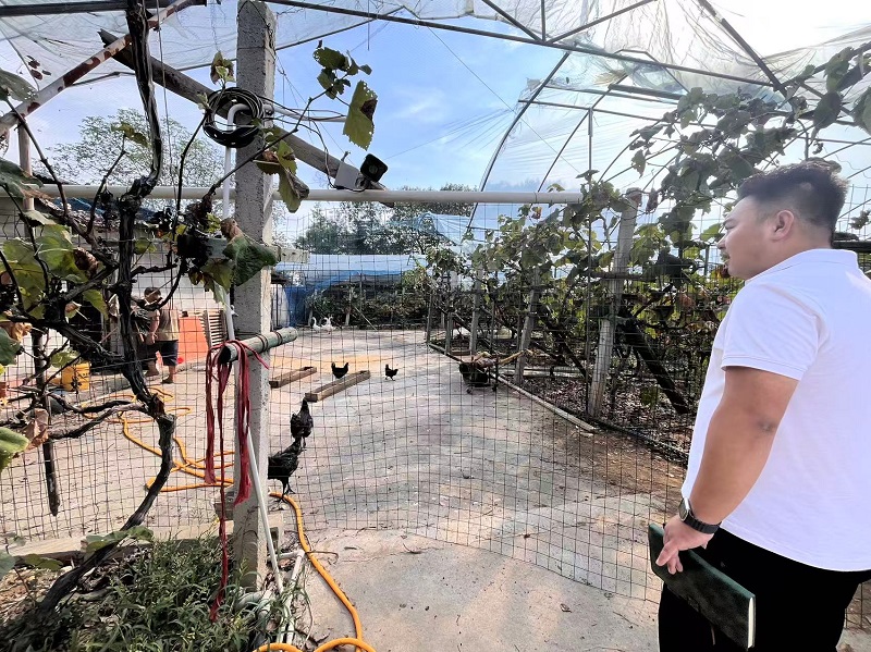 袁一焯察看村里新引入的鹽津烏骨雞養殖情況。周小平攝