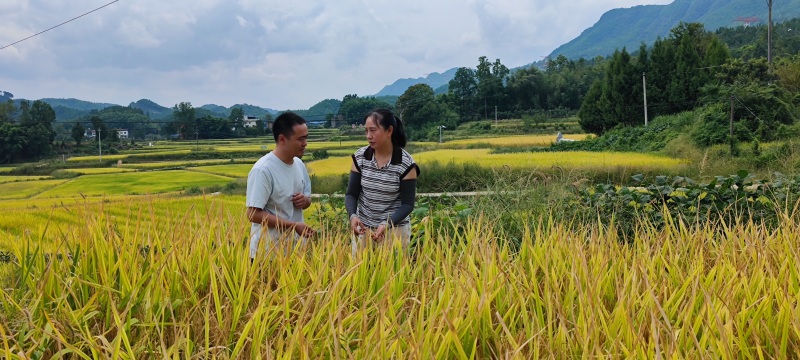 李英查看水稻生長情況。張常偉攝