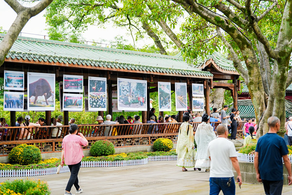 “時光里的鵝嶺”主題展區，收錄了鵝嶺菊展歷年珍貴影像?；顒臃焦﹫D