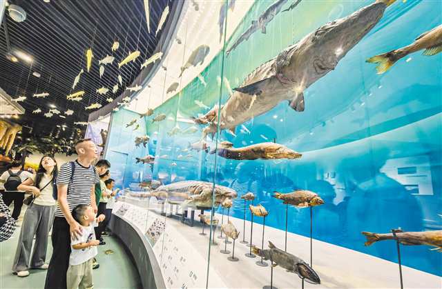 10月3日，北碚區重慶自然博物館，市民正在參觀了解長江魚類。首席記者 龍帆 攝/視覺重慶