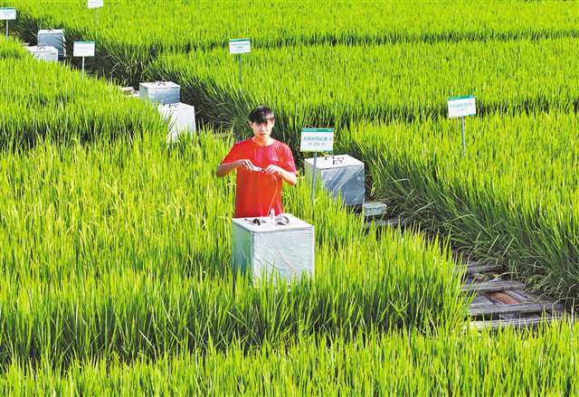 梁平區安勝鎮龍印村的水稻試驗田，西南大學技術人員在用靜態箱采集溫室氣體。（資料圖片）特約攝影 劉輝\視覺重慶