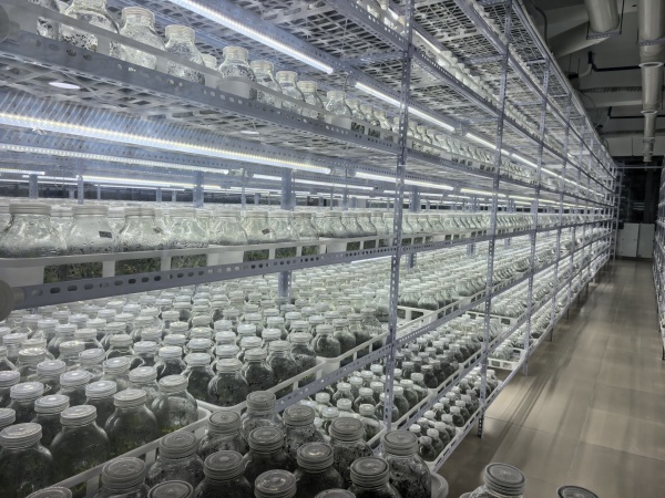 城口曲徑石斛組培基地。任峰攝