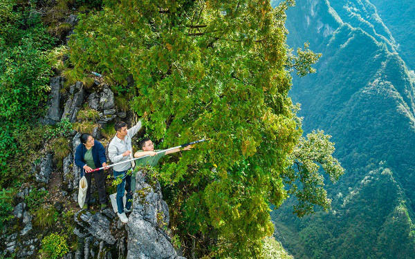 雪寶山青年團隊在懸崖峭壁上采集崖柏種子。重慶市林業局供圖