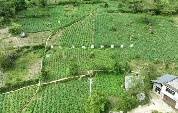 獨活種植基地。明中鄉供圖
