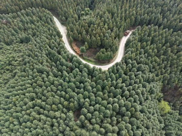 重慶市永川楠木林。農發行重慶永川支行供圖