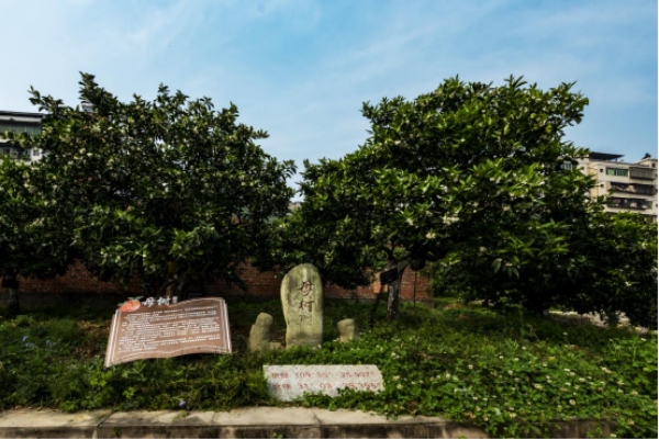 奉節臍橙母樹。奉節縣融媒體中心供圖