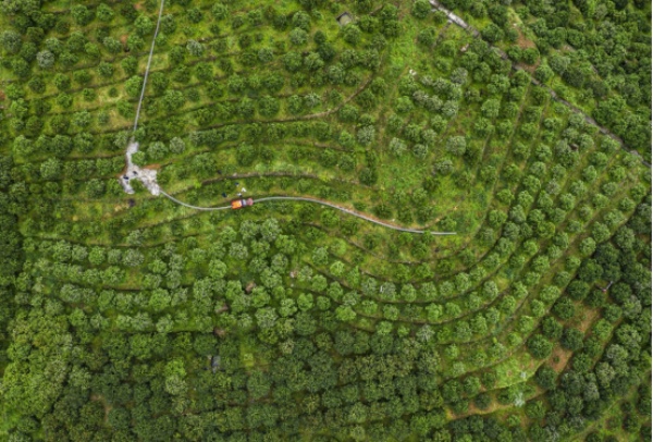 奉節臍橙。奉節縣融媒體中心供圖