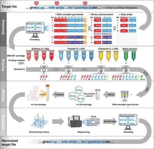 畢昇一號DNA活字存儲系統的工作流程示意圖。西研院供圖